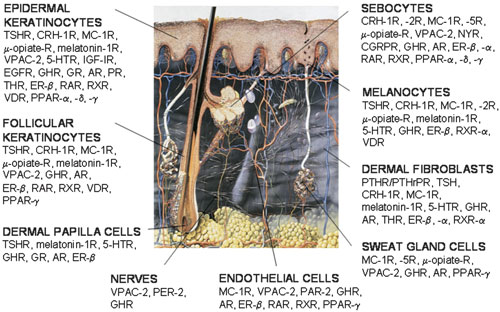 receptors in human skin. in human skin cells.