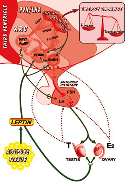 hypothalamus and pituitary gland. Hypothalamic Pituitary
